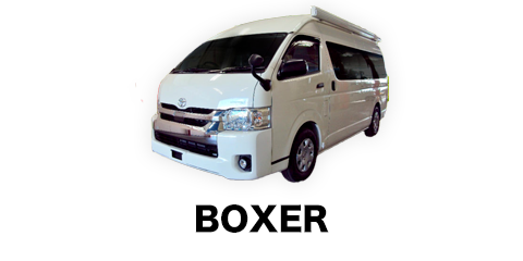 boxer